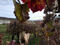 Quinta T4 - Fontelas, Peso da R�gua, Vila Real - Miniatura: 19/24