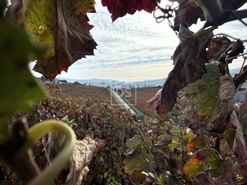 Quinta T4 - Fontelas, Peso da R�gua, Vila Real - Miniatura: 20/24