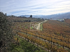 Quinta T4 - Fontelas, Peso da R�gua, Vila Real - Miniatura: 24/24