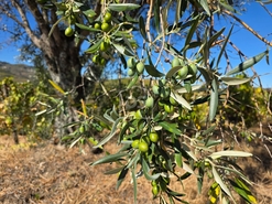 Quinta T0 - N�o Definido, N�o Definido, N�o Definido - Miniatura: 1/16