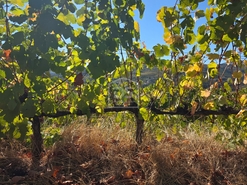 Quinta T0 - N�o Definido, N�o Definido, N�o Definido - Miniatura: 5/16