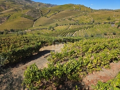 Quinta T0 - N�o Definido, N�o Definido, N�o Definido - Miniatura: 6/16