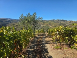 Quinta T0 - N�o Definido, N�o Definido, N�o Definido - Miniatura: 13/16