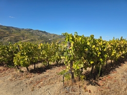 Quinta T0 - N�o Definido, N�o Definido, N�o Definido - Miniatura: 16/16