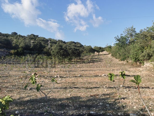 Terreno Rstico - Loul, Loul, Faro (Algarve) - Imagem grande
