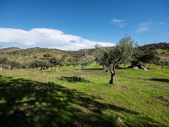 Quinta - Selmes, Vidigueira, Beja - Imagem grande