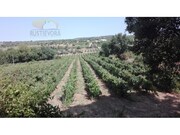 Quinta T0 - Vila de Frades, Vidigueira, Beja - Miniatura: 3/7
