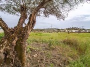 Terreno Rstico - Bacelo, vora, vora - Miniatura: 4/9