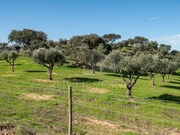 Quinta - Selmes, Vidigueira, Beja - Miniatura: 7/9