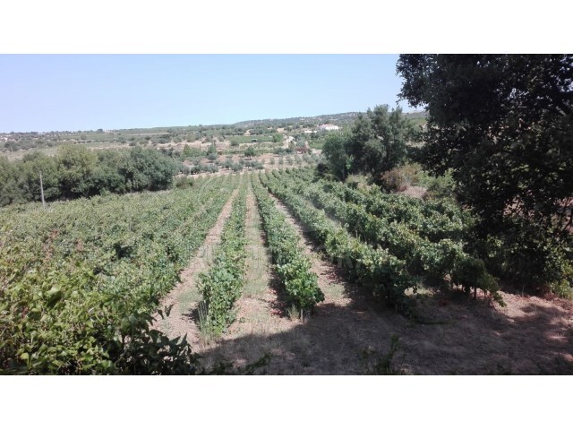 Terreno Rústico - Vila de Frades, Vidigueira, Beja - Imagem grande