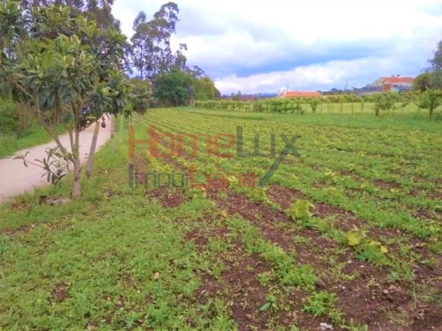 Terreno em Águeda