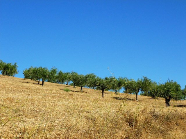 Quinta em Figueira de Castelo Rodrigo