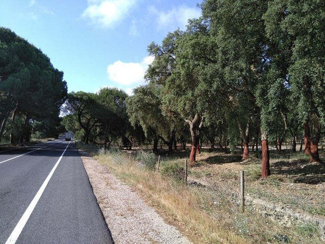 Terreno em Montijo