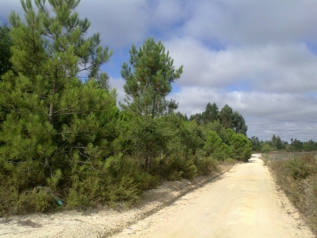 Terreno em Montijo